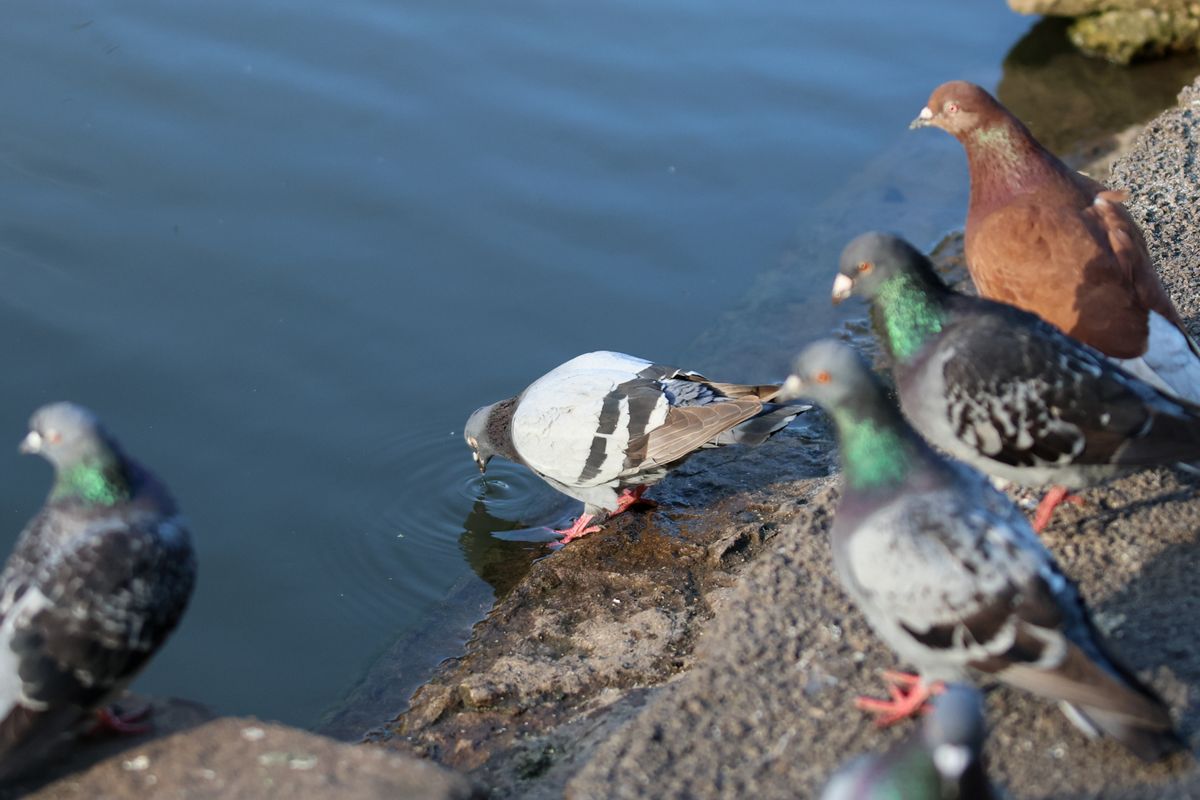 A photo of a bird taken on a Canon EOS R6 Mark III