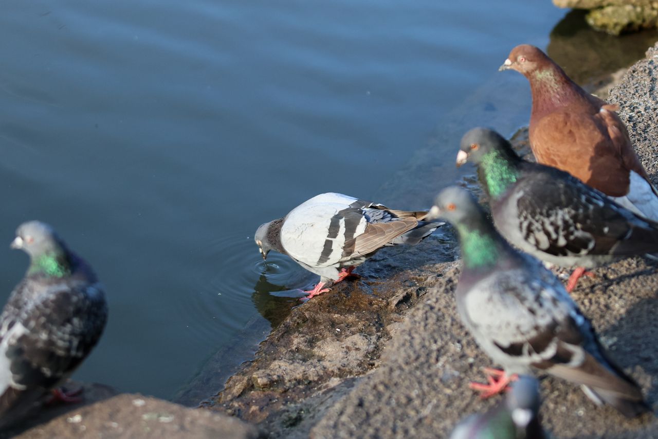 A photo of a bird taken on a Canon EOS R6 Mark III
