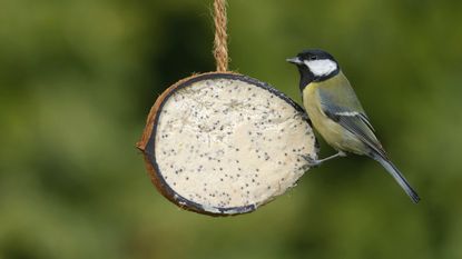 bird on a coconut bird feeder