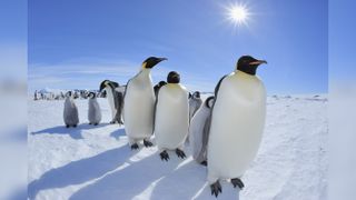 Do you think any penguins looked up from Snow Hill Island on the Antarctic Peninsula to catch the total solar eclipse?