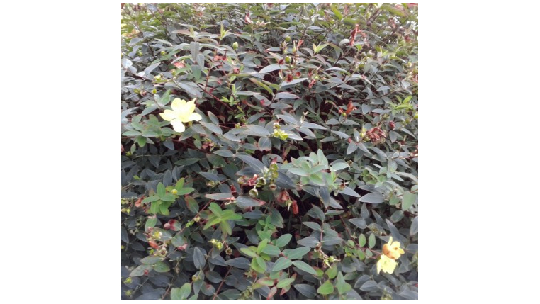 Shrub with yellow flowers