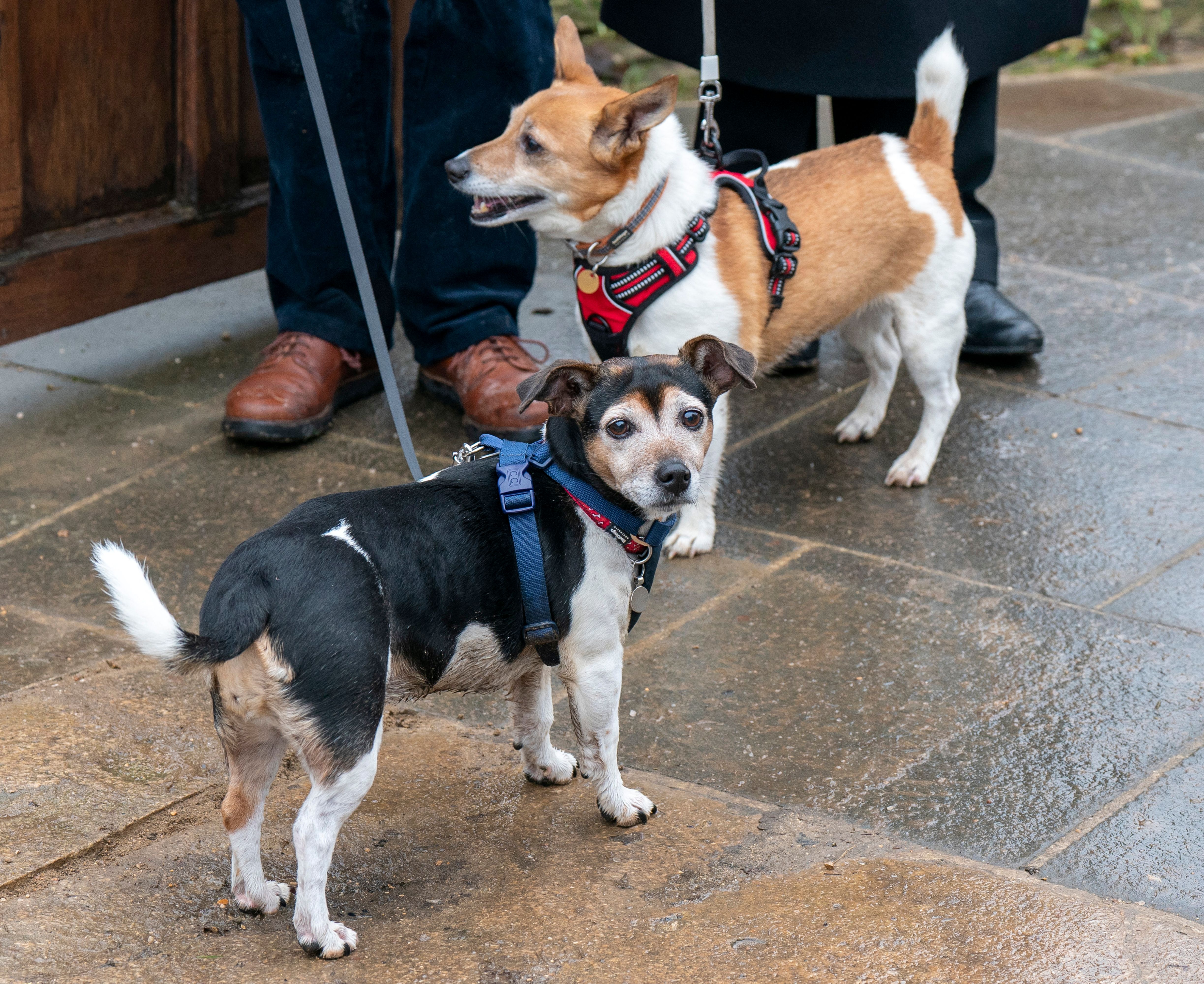Queen Camilla's dogs, Beth and Bluebell