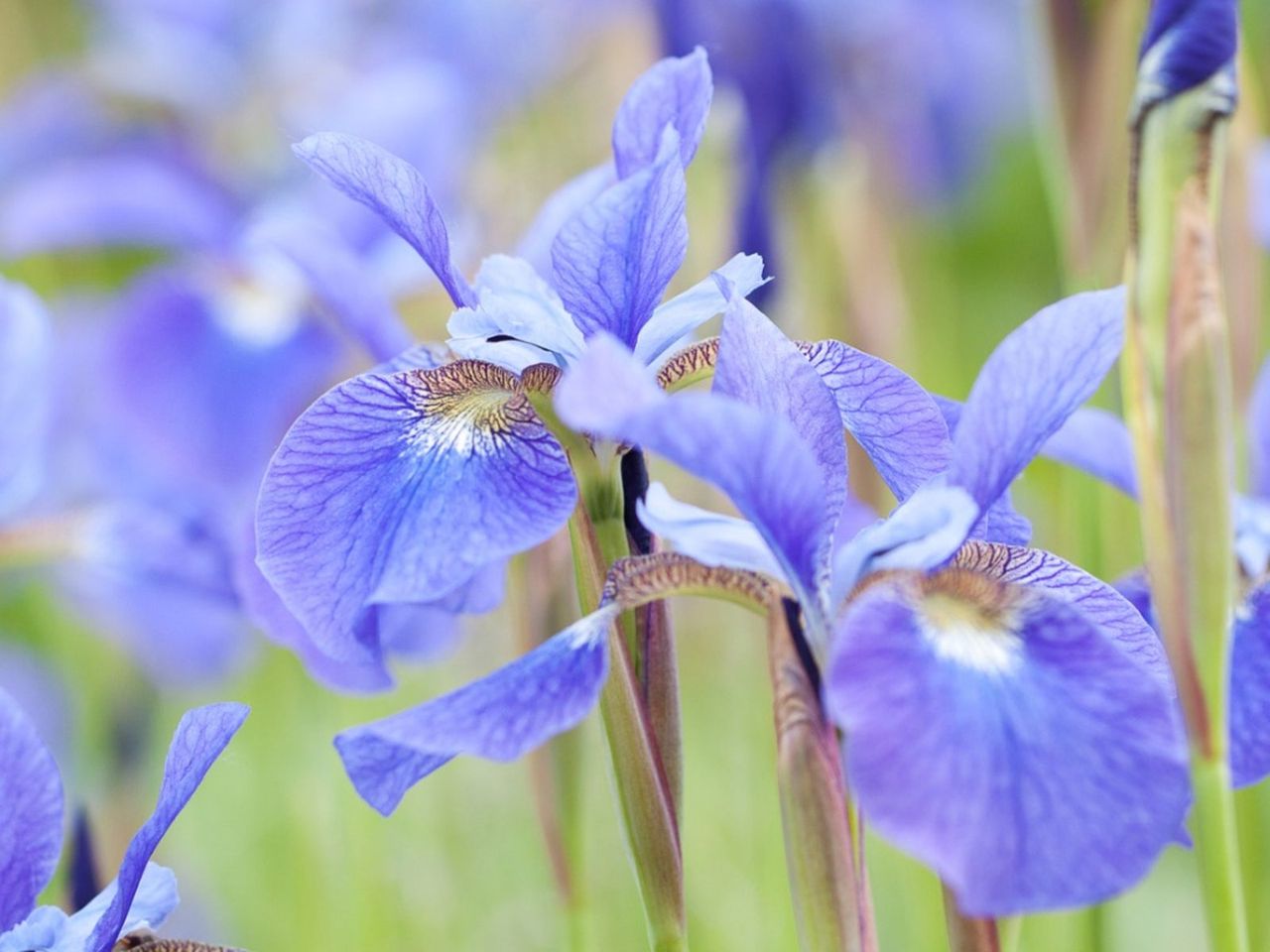 Iris Borer Damage To Iris Flowers