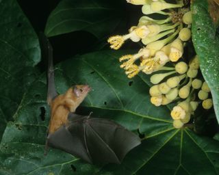 The tongue of the nectar-feeding bat Lonchophylla robusta uses a pumping motion similar to how bowels move, to slurp up nectar.
