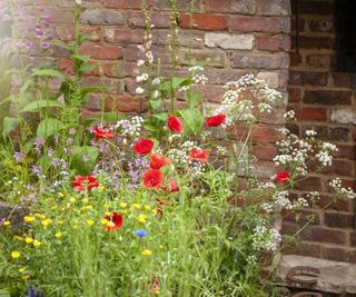 Wildflowers