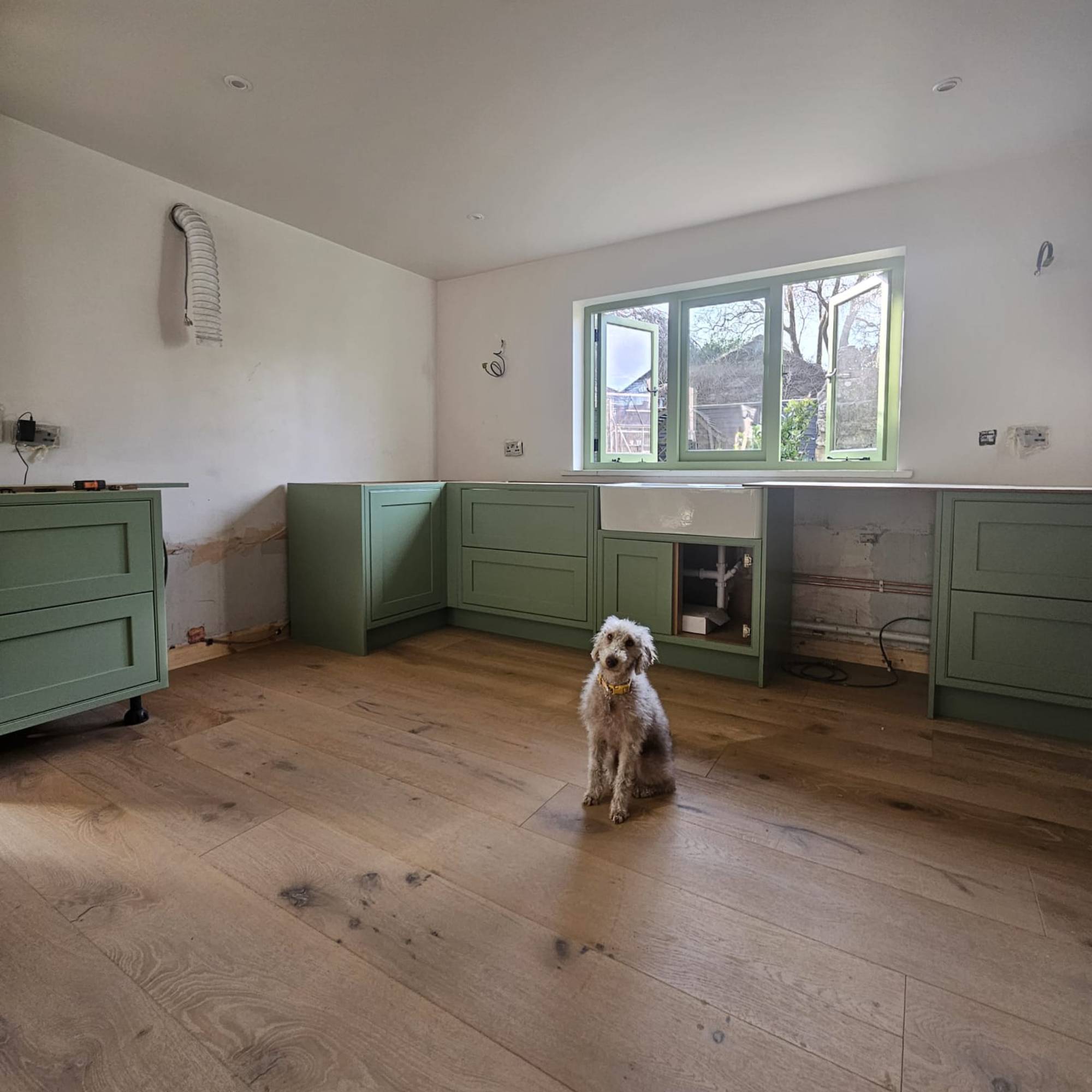 green kitchen with dog
