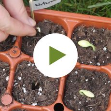 Planting Seeds In Tray 