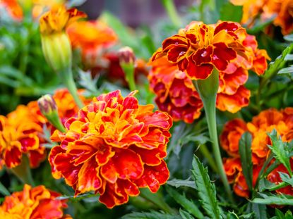 6 Fast-Growing Flower Seeds to Plant for a Blooming Backyard | Livingetc