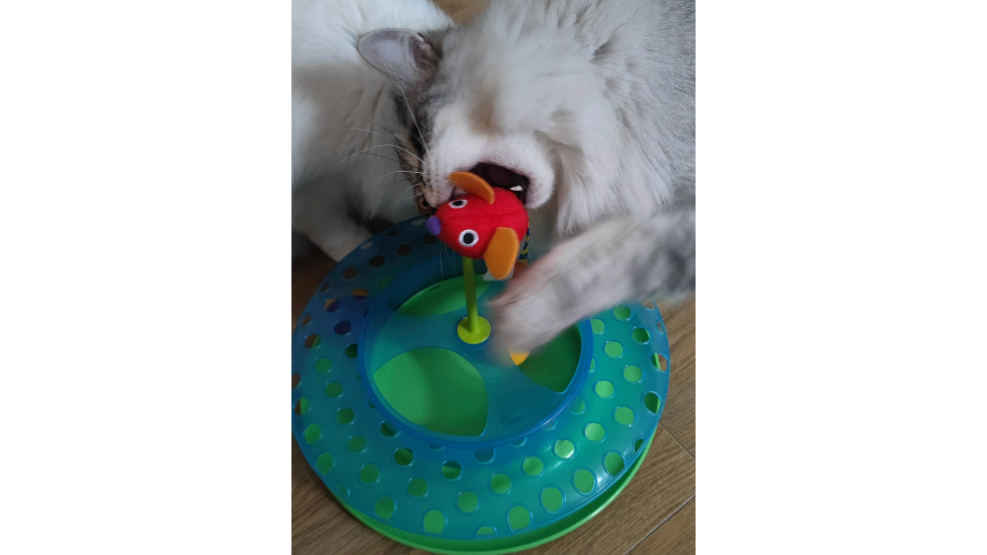 Helen's cat biting into the Petstages Cheese Chase Catnip Interactive Cat Track Toy, one of the best toys for indoor cats