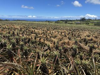 A field filled with Maui Gold pineapples in Maui