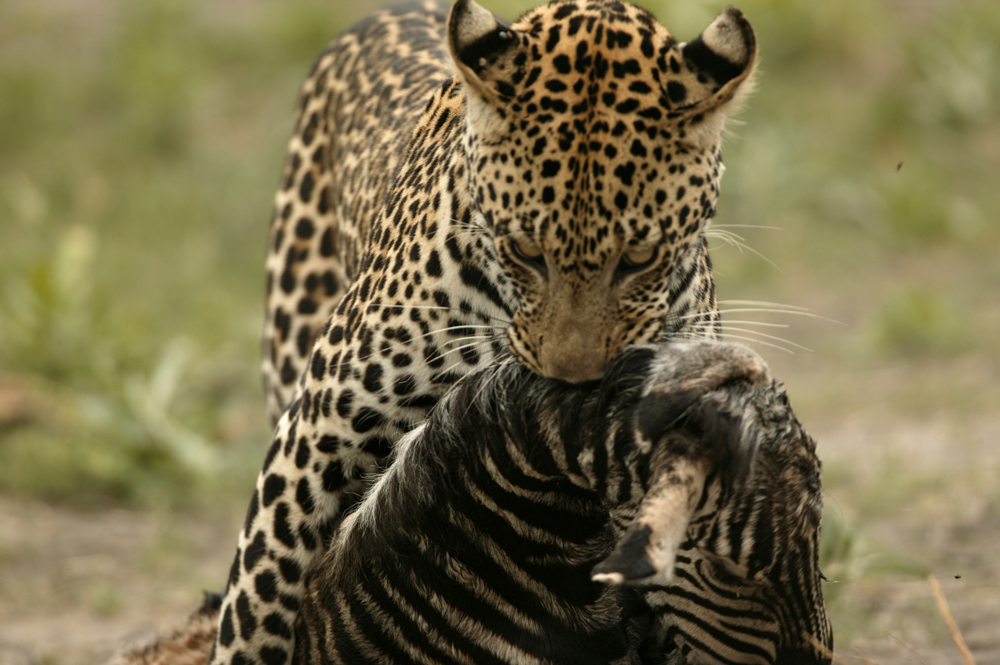National Geographic's Unlikely Leopard
