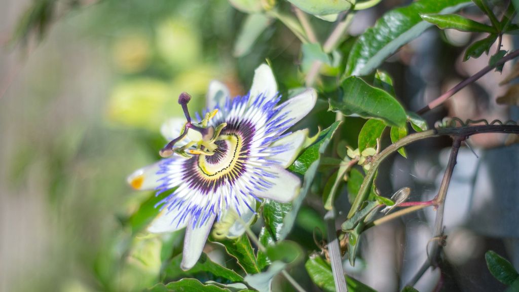 beautiful bloom of passionflower vine 