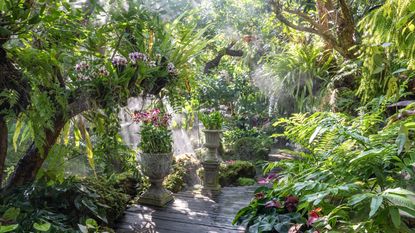 Ferns and orchids in a tropical-style garden in the shade