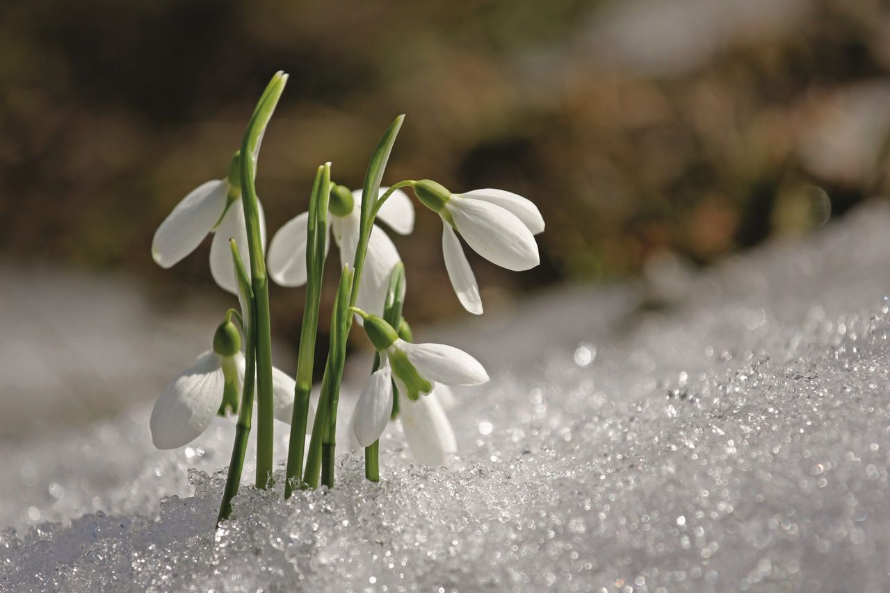 Bring snowdrops indoors to appreciate their scent