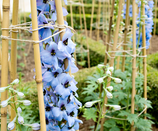 Purple Delphiniums on stake in garden