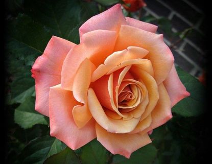 Single Pink-Orange Rose