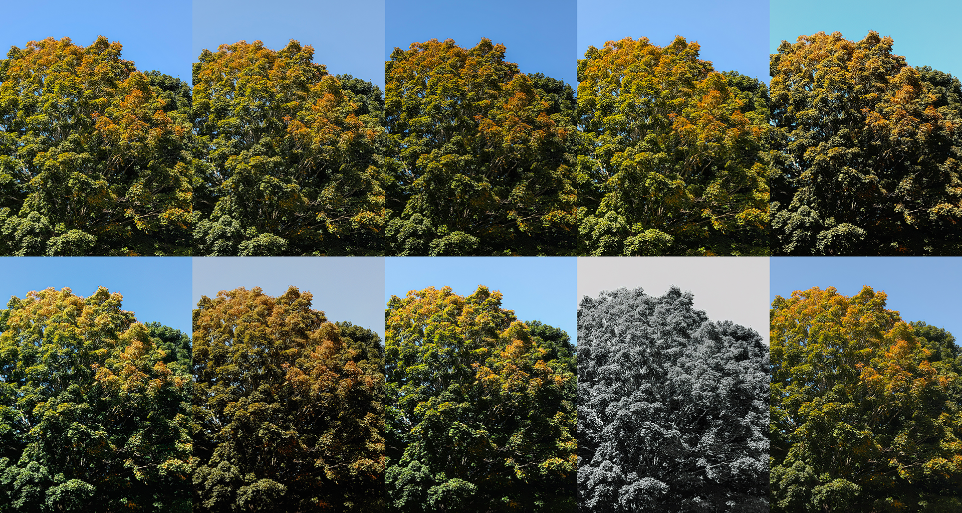 All 10 available presets on the Google Pixel 11's Camera Looks feature