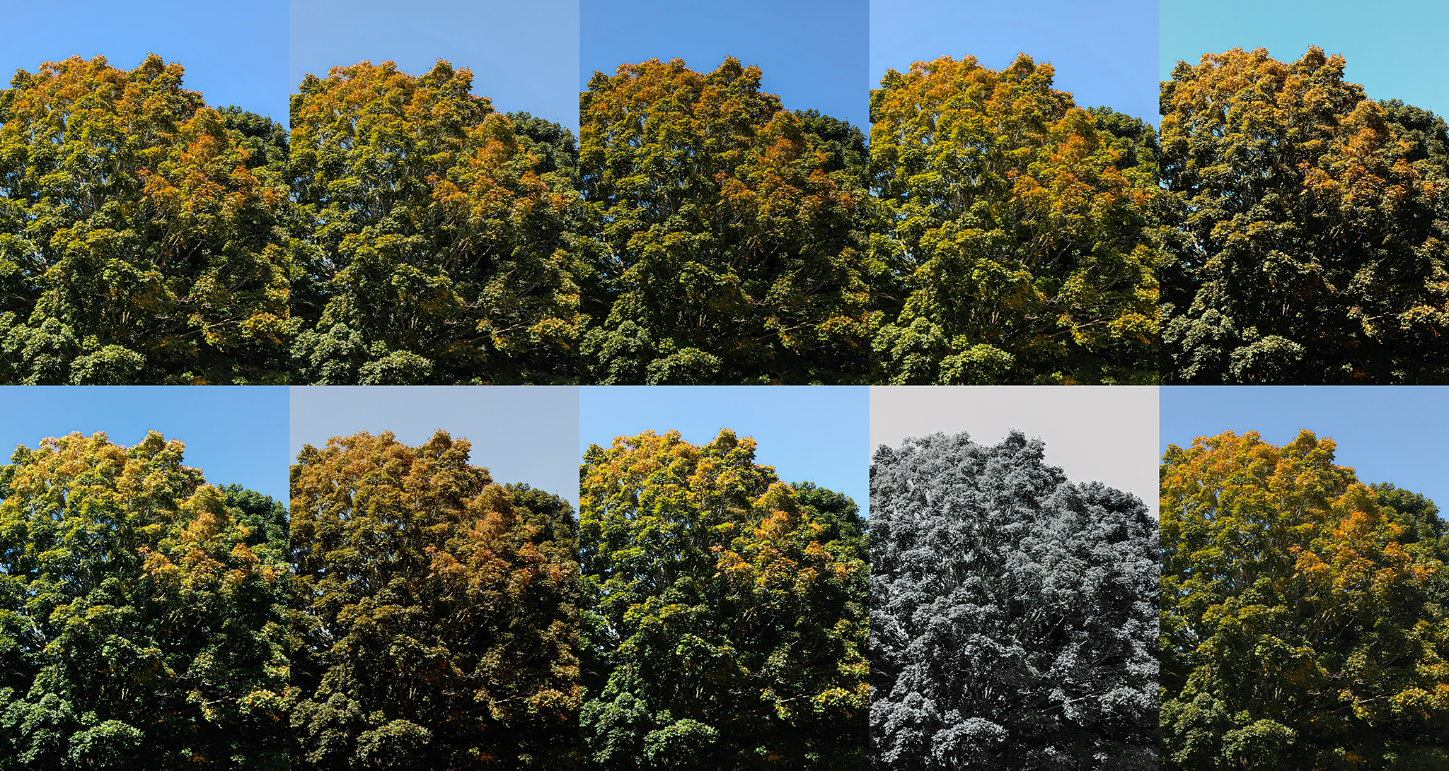 All 10 available presets on the Google Pixel 11's Camera Looks feature