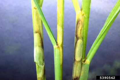 Rice Affected By Sheath Blight Disease