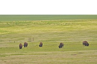 north american prairie, ecosystems