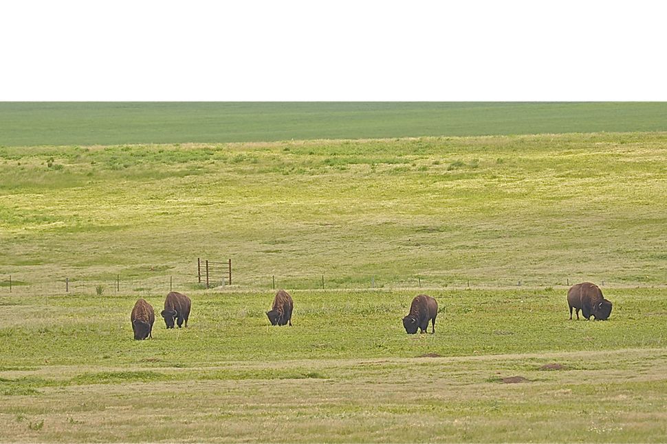 Tallgrass Prairie Ecosystem Images North American Prairies Live Science