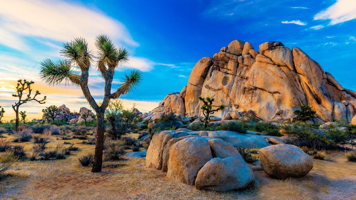 joshua tree national park