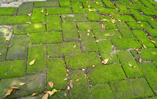 Moss on patio bricks