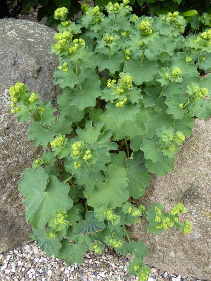 Lady's Mantle Growing Between Rocks