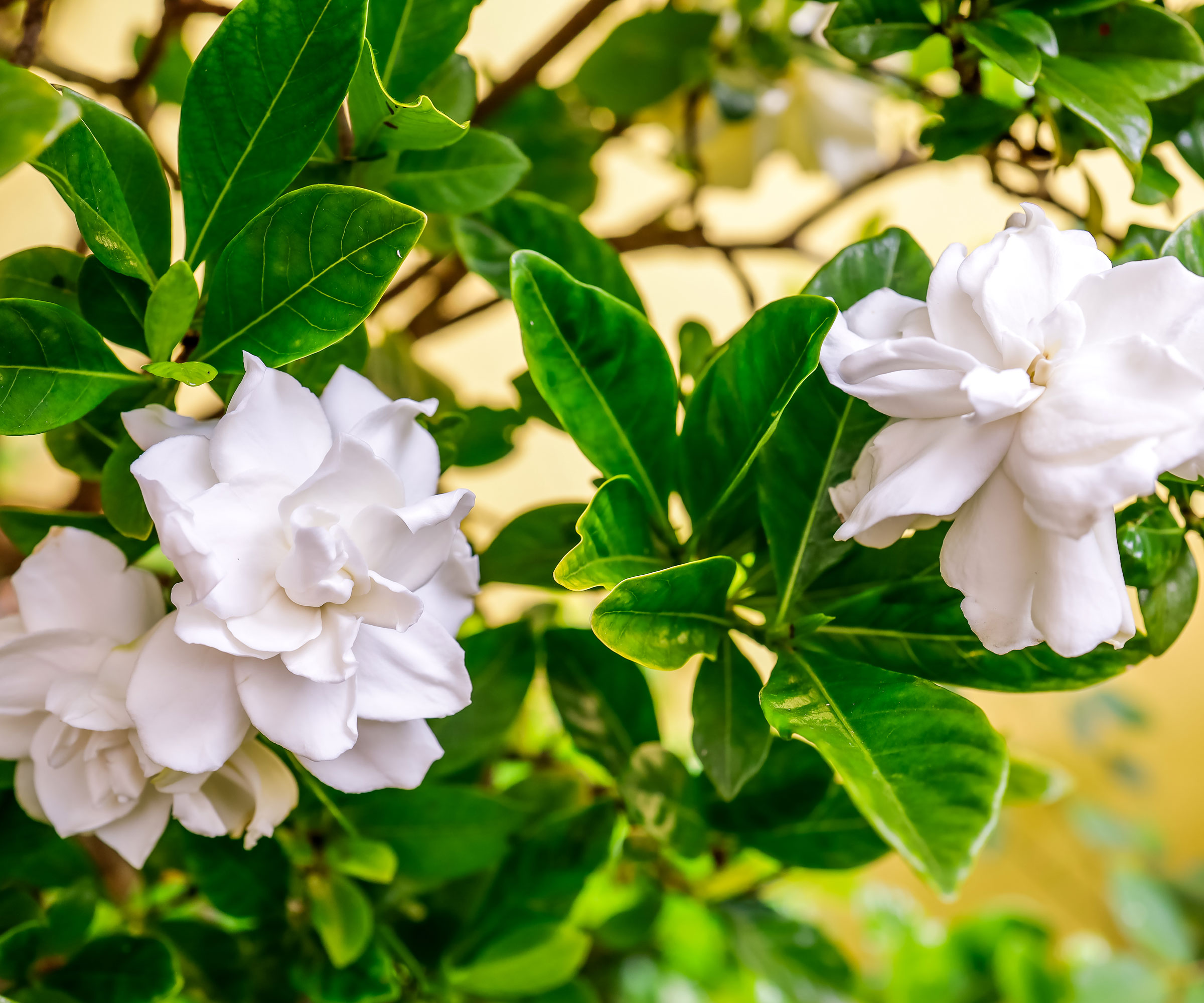 gardenia plant with large white frilly flowers