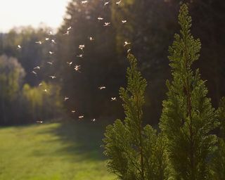 mosquitoes flying at sunset