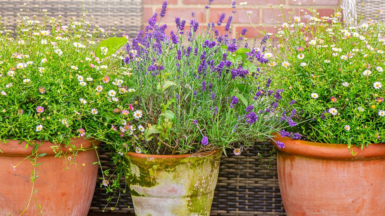 lavender in pot with daisies in small container garden