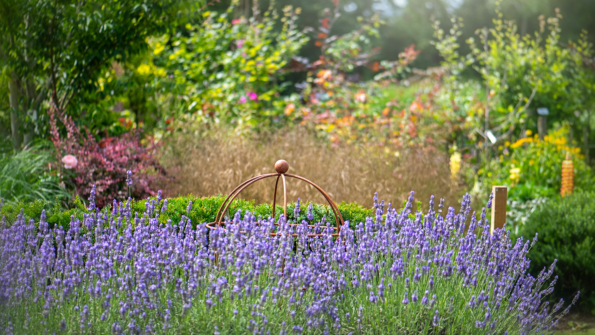 lavender planted as a hedge in a large UK garden, in full bloom in the summer