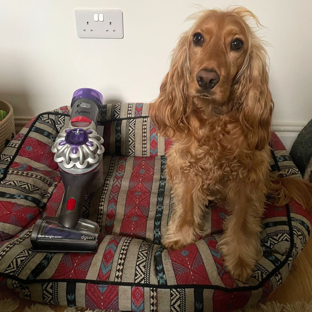 Dyson V8 Absolute vacuum next to dog, sitting on dog bed