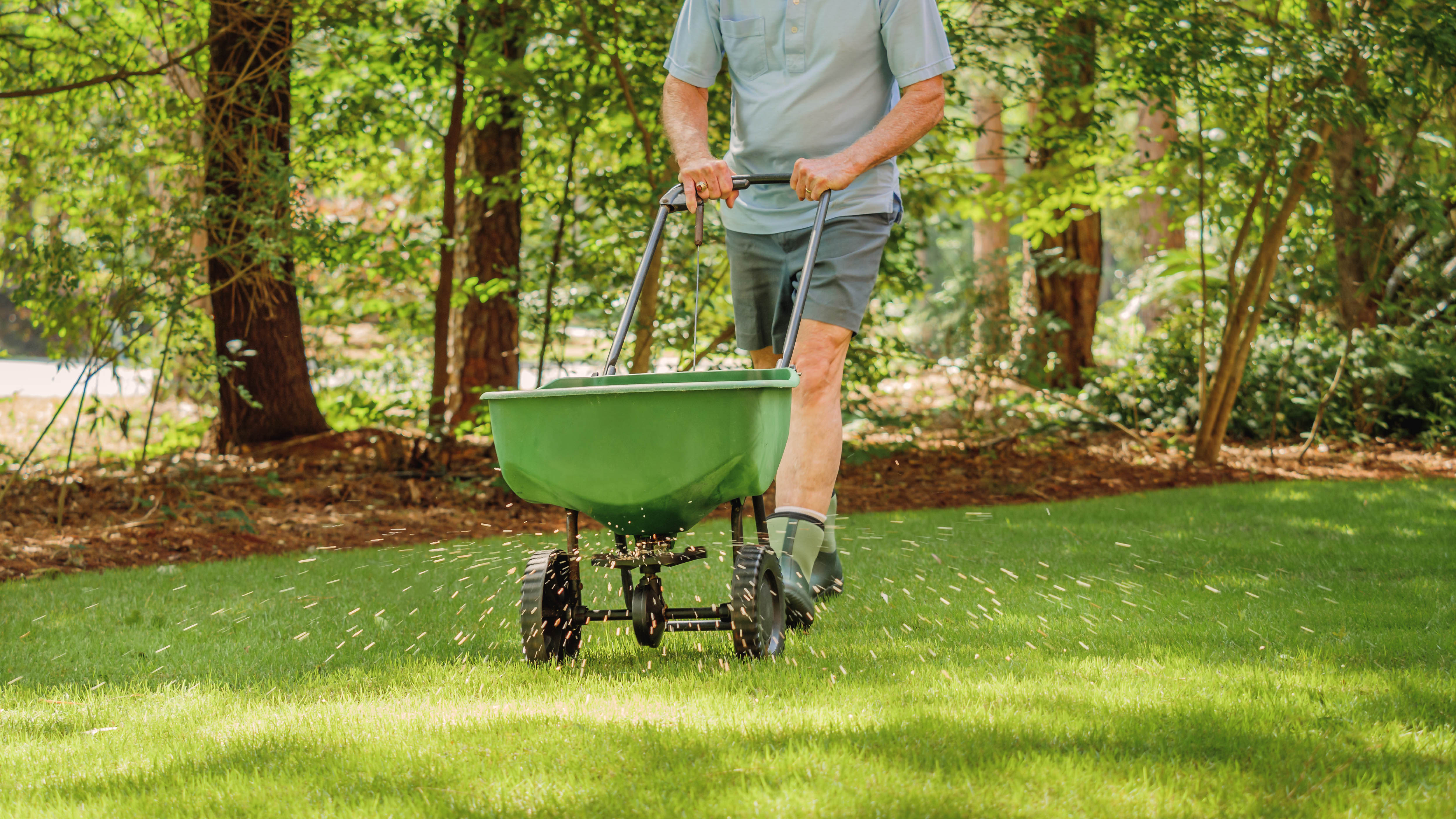 A man pushes a spreader and distributes manure