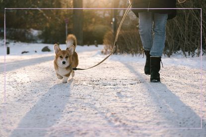 how cold is too cold to walk my dog