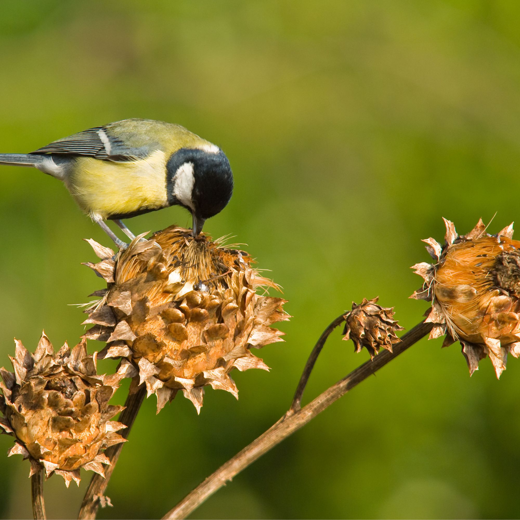 autumn garden with bird on sunflower seedhead