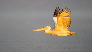 A Dalmatian pelican flying over water