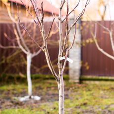 Young trees in garden