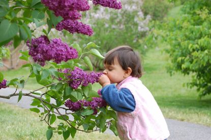 Child Smelling Purple Flowers Outdoors