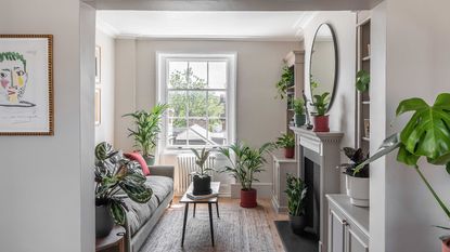 multiple houseplants in living space