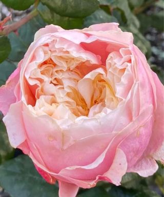 Pink Notting Hill rose bloom