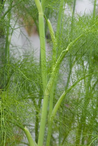 foliage plants: sweet fennel