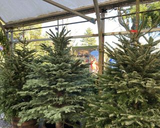 real christmas trees for sale