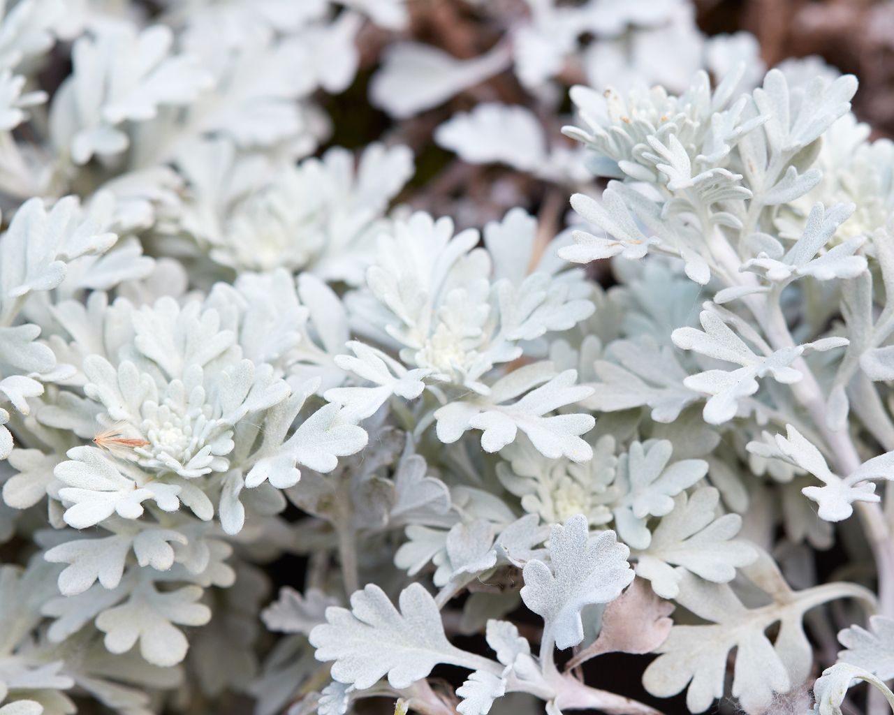 8 Beautiful Herbs That Belong In Flowerbeds | Gardening Know How