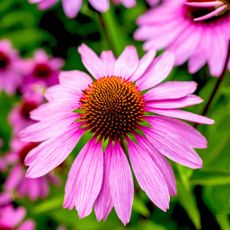 Purple Coneflower Seeds (echinacea)