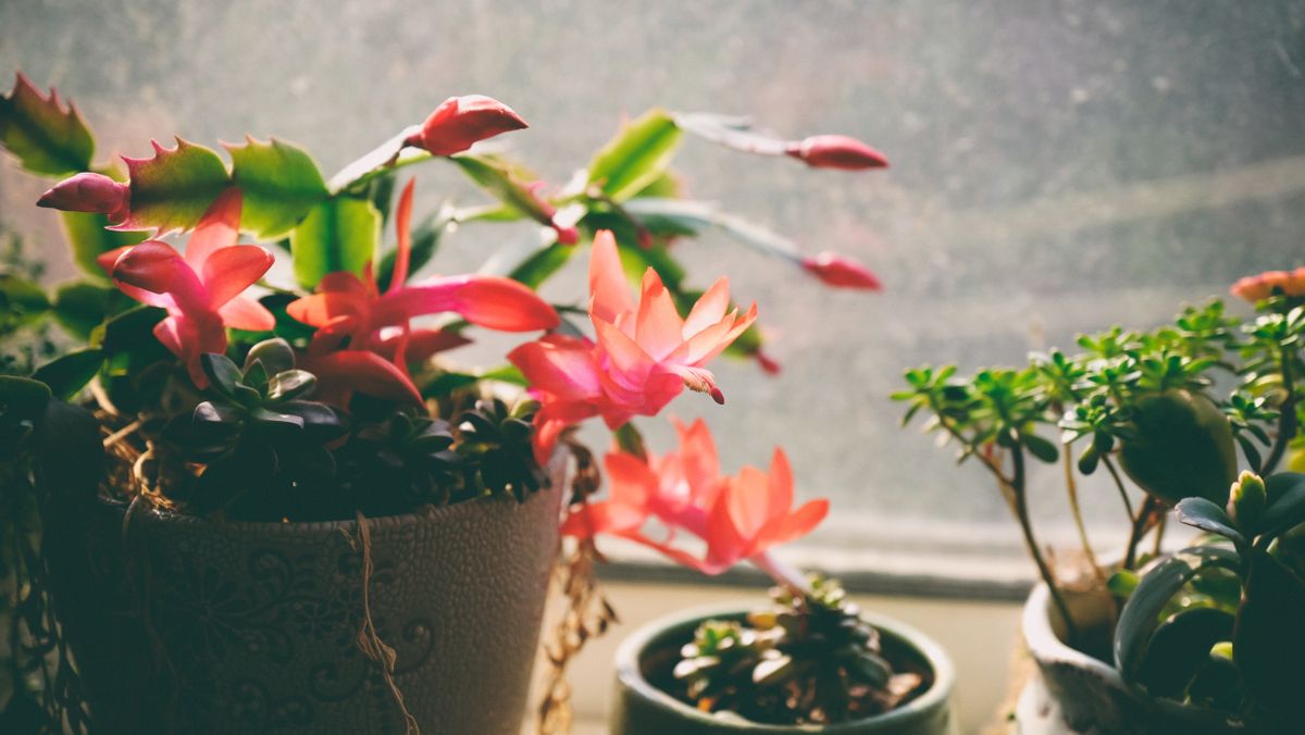 Comment prendre soin des cactus de Noël à la maison