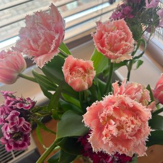 Pink fringed tulips in vase