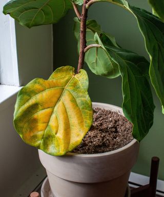 A fiddle leaf fig houseplant sits in a pot by a window for bright, indirect light, but has a large yellowing leaf
