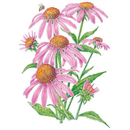 Purple Coneflower Seeds