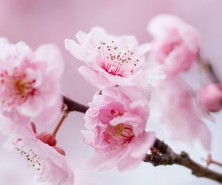 Peach tree blossom in spring